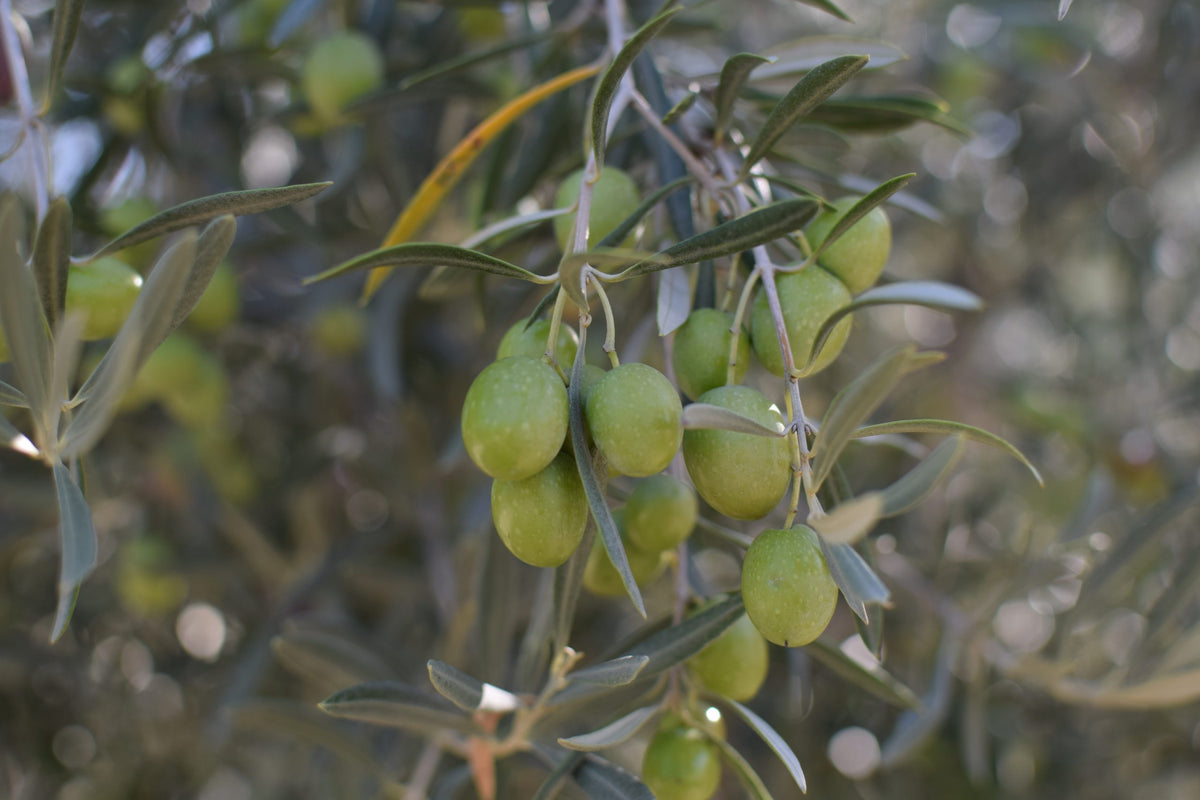 Aceite de Oliva Virgen Extra Los Raigones